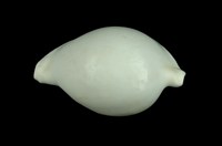 藏品(海兔螺)的圖片